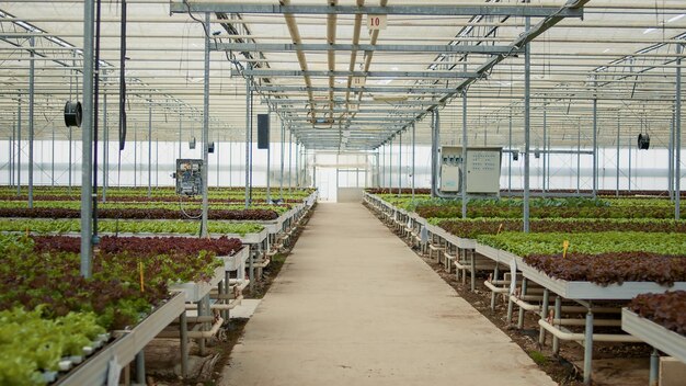 Jak nowoczesne oświetlenie dla upraw może zwiększyć wydajność produkcji roślinnej